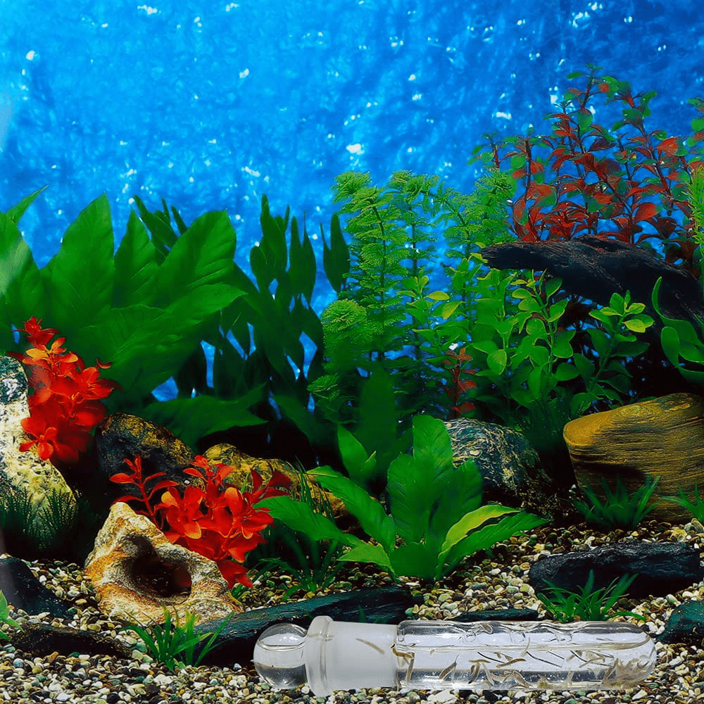 2 Pack Clear Glass Planaria Trap Catch Trap Aquarium Cleaning Supply for Dwarf Shrimp Cherry Shrimp Crystal Red Shrimp (3 Holes) Animals & Pet Supplies > Pet Supplies > Fish Supplies > Aquarium Cleaning Supplies DQITJ   