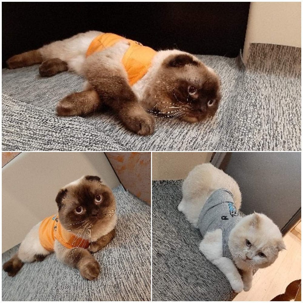 2-Pack Mommy'S Boy Dog Shirt Male Puppy Clothes for Small Dog Boy Chihuahua Yorkies Bulldog Pet Cat Outfits Tshirt Apparel (Small, Gray+Orange) Animals & Pet Supplies > Pet Supplies > Cat Supplies > Cat Apparel Stibadium   