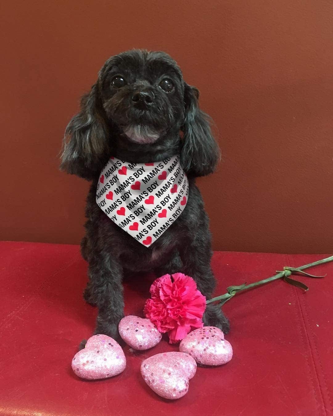 2 Pack Valentine'S Dog Bandana, Puppy Valentine Scarfs for Small Medium Large Dogs Cats Animals & Pet Supplies > Pet Supplies > Dog Supplies > Dog Apparel Upaw   