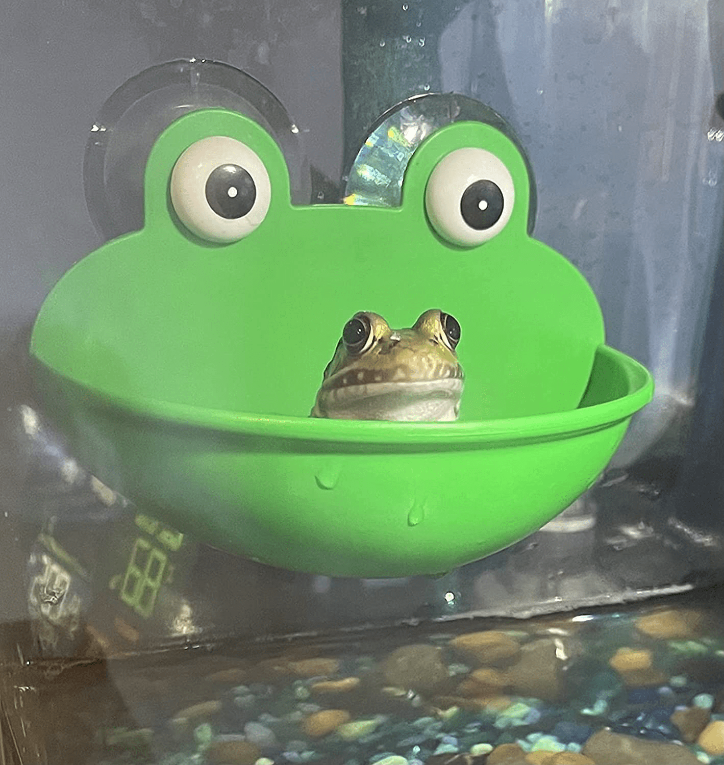 2 Pieces Frog Habitat with Dual Suction Cups Cute Fish Tank for Amphibian Aquatic Toad Frog Tadpole Tree Frog Small Aquatic Animals Animals & Pet Supplies > Pet Supplies > Small Animal Supplies > Small Animal Habitat Accessories Cunguv   