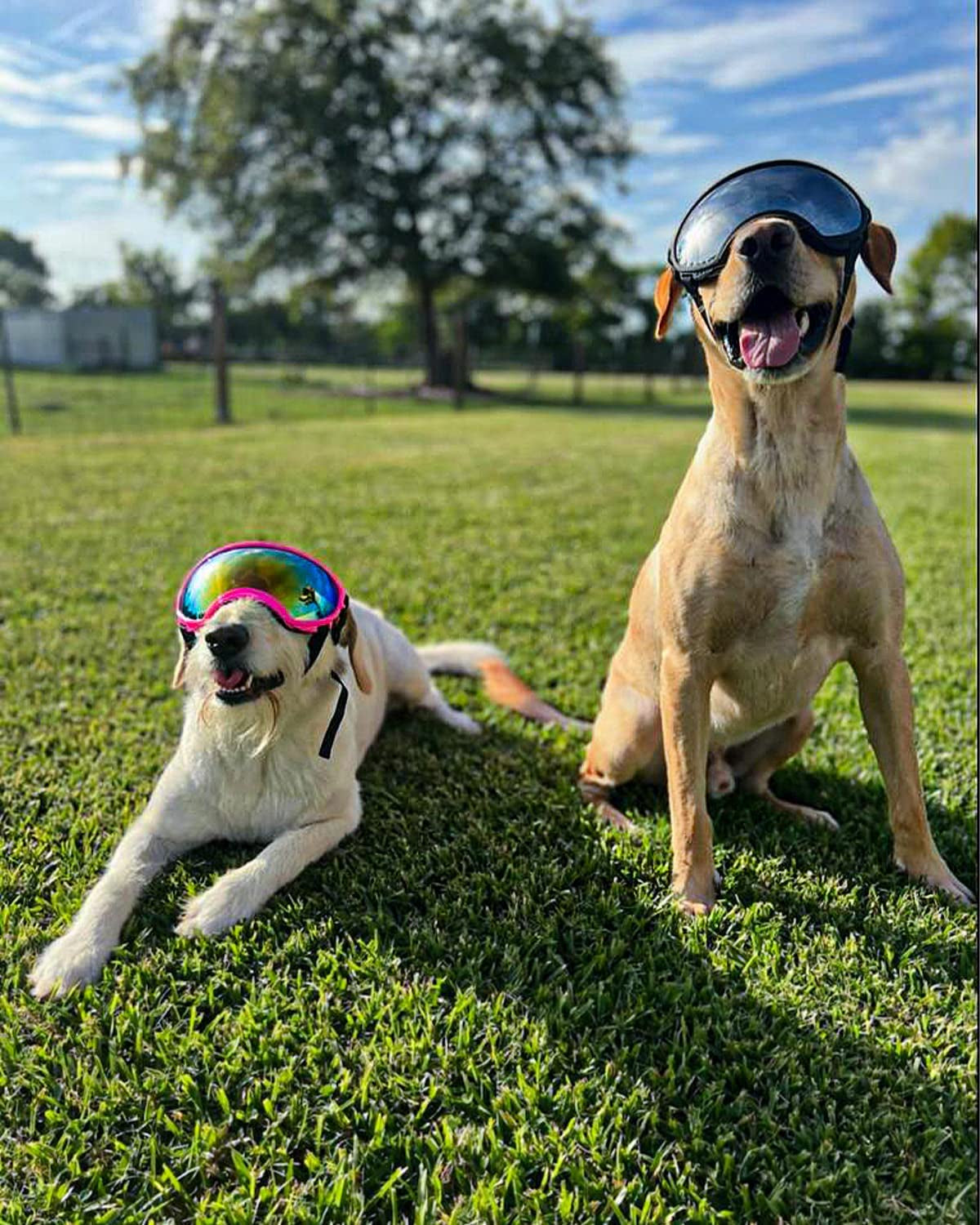 Dog Goggles Large and Medium Breed, UV Protection Windproof and Dustproof. Shatterproof Lens, Breathable Design, Dog Sunglasses Animals & Pet Supplies > Pet Supplies > Dog Supplies > Dog Apparel SEANCHEER   