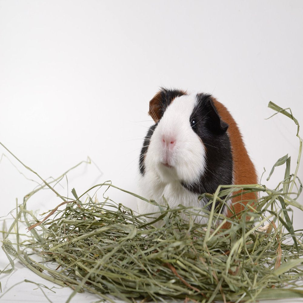 High Desert 2Nd Cutting Timothy Grass Hay for Rabbits, Chinchillas, Guinea Pigs, and Small Animal Pets Animals & Pet Supplies > Pet Supplies > Small Animal Supplies > Small Animal Food High Desert Small Animal Feed 14 oz - $13.95  