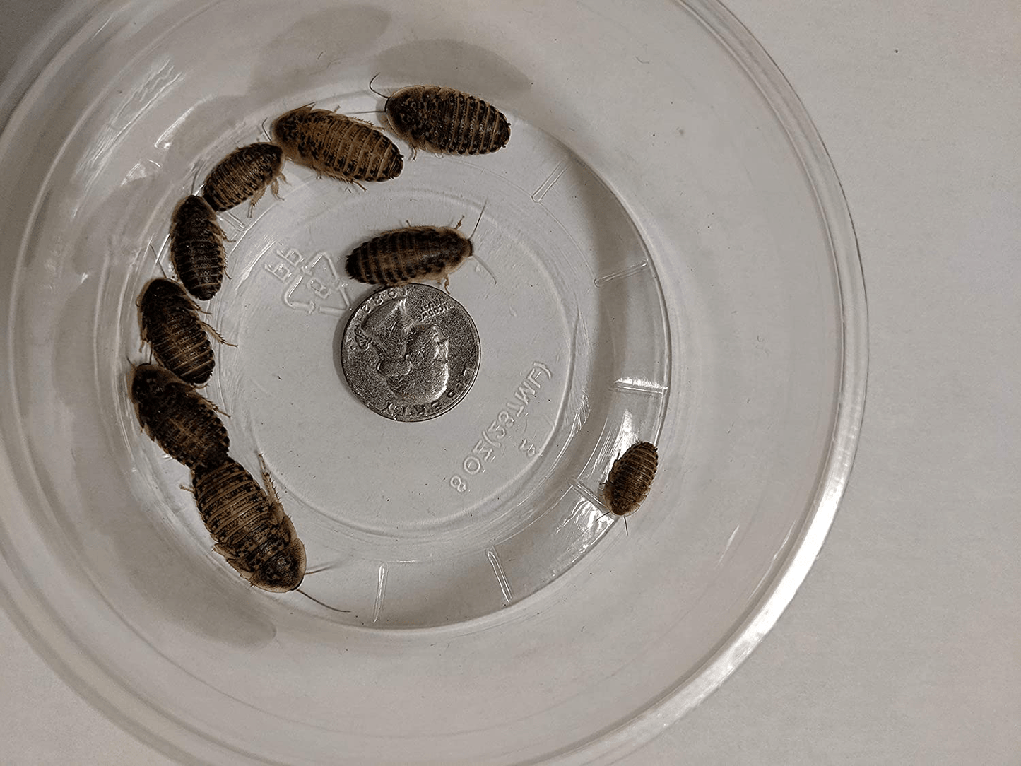 25 Count Medium Live Dubia Roaches – 1/2 to 3/4-Inch – Dubia Roaches Live for Bearded Dragon Food, Leopard Geckos, Toads, Turtles – Live Mealworms for Reptiles, Spiders, Snakes with LAG Animals & Pet Supplies > Pet Supplies > Reptile & Amphibian Supplies > Reptile & Amphibian Food Generic   