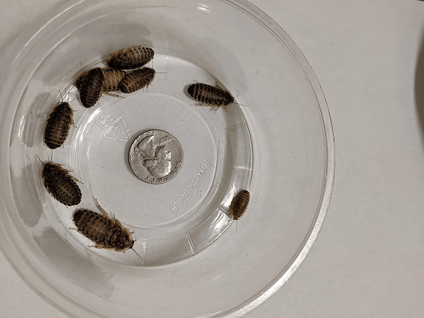 25 Count Medium Live Dubia Roaches – 1/2 to 3/4-Inch – Dubia Roaches Live for Bearded Dragon Food, Leopard Geckos, Toads, Turtles – Live Mealworms for Reptiles, Spiders, Snakes with LAG Animals & Pet Supplies > Pet Supplies > Reptile & Amphibian Supplies > Reptile & Amphibian Food Generic   