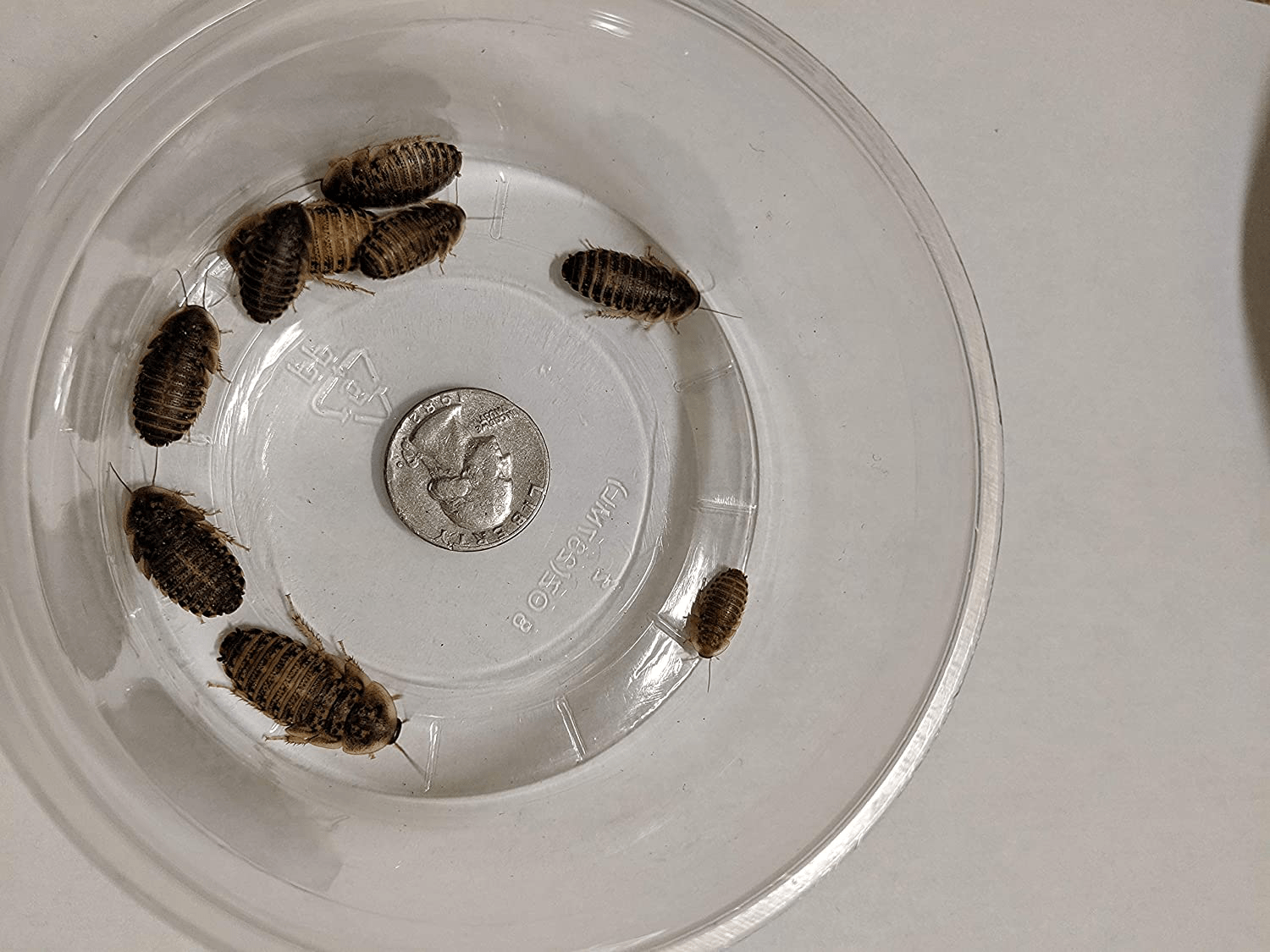 25 Count Medium Live Dubia Roaches – 1/2 to 3/4-Inch – Dubia Roaches Live for Bearded Dragon Food, Leopard Geckos, Toads, Turtles – Live Mealworms for Reptiles, Spiders, Snakes with LAG Animals & Pet Supplies > Pet Supplies > Reptile & Amphibian Supplies > Reptile & Amphibian Food Generic   