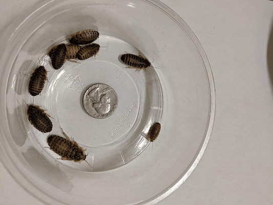 25 Count Medium Live Dubia Roaches – 1/2 to 3/4-Inch – Dubia Roaches Live for Bearded Dragon Food, Leopard Geckos, Toads, Turtles – Live Mealworms for Reptiles, Spiders, Snakes with LAG Animals & Pet Supplies > Pet Supplies > Reptile & Amphibian Supplies > Reptile & Amphibian Food Generic   
