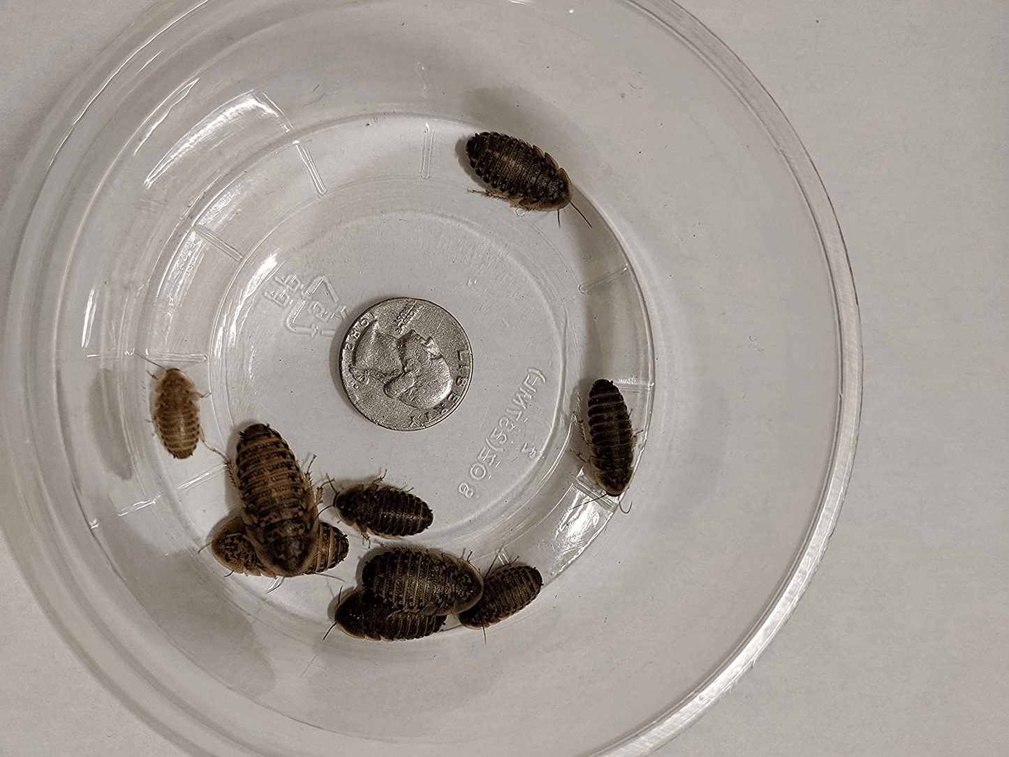 25 Count Medium Live Dubia Roaches – 1/2 to 3/4-Inch – Dubia Roaches Live for Bearded Dragon Food, Leopard Geckos, Toads, Turtles – Live Mealworms for Reptiles, Spiders, Snakes with LAG Animals & Pet Supplies > Pet Supplies > Reptile & Amphibian Supplies > Reptile & Amphibian Food Generic   