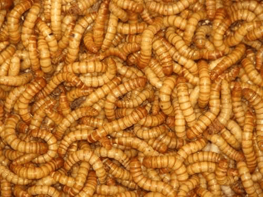 250 Live Mealworms LARGE! Animals & Pet Supplies > Pet Supplies > Reptile & Amphibian Supplies > Reptile & Amphibian Substrates BASSETT'S CRICKET RANCH   