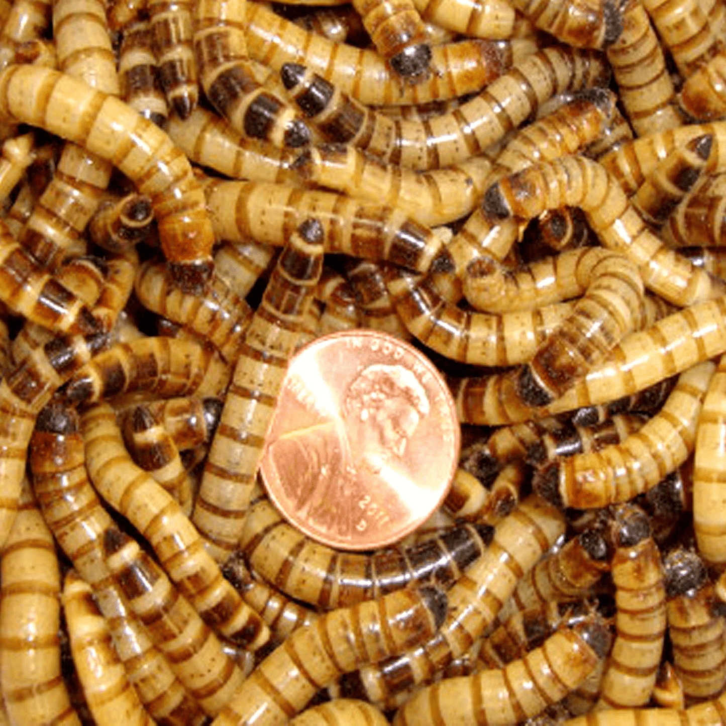 250Ct Live Superworms, Feed Reptile, Birds, Fishing Best Bait Animals & Pet Supplies > Pet Supplies > Reptile & Amphibian Supplies > Reptile & Amphibian Food BASSETT'S CRICKET RANCH   