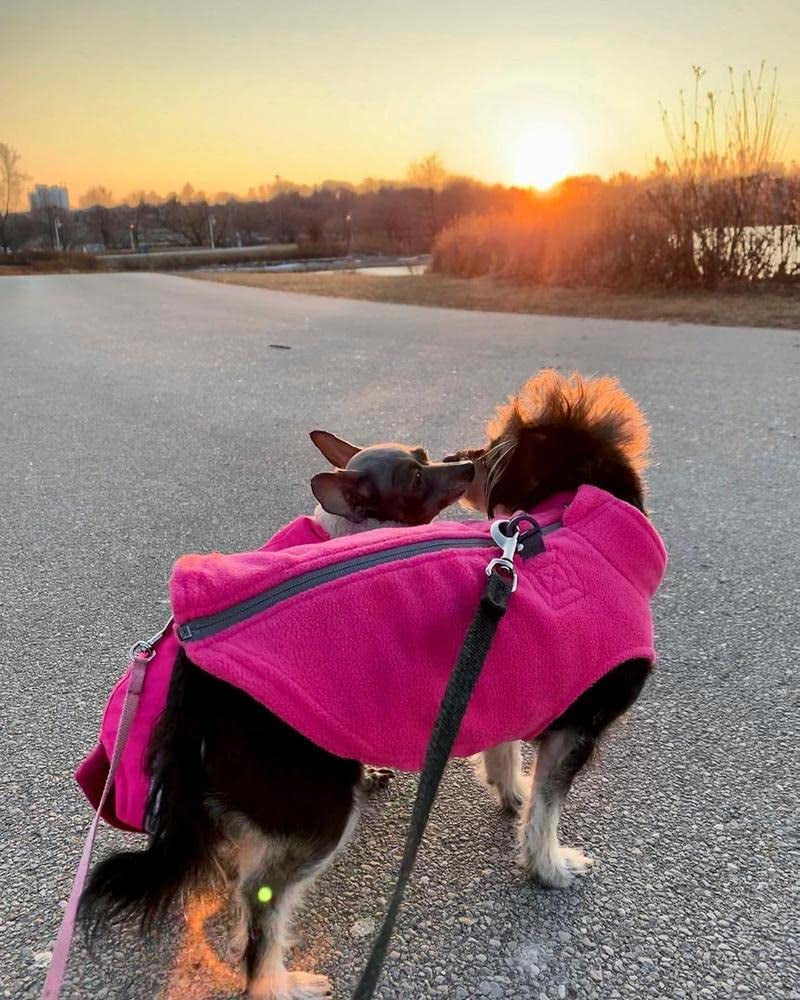 Gooby Zip up Fleece Dog Sweater - Blue, Medium - Warm Pullover Fleece Step-In Dog Jacket with Dual D Ring Leash - Winter Small Dog Sweater - Dog Clothes for Small Dogs Boy and Medium Dogs Animals & Pet Supplies > Pet Supplies > Dog Supplies > Dog Apparel Inafiction USA   