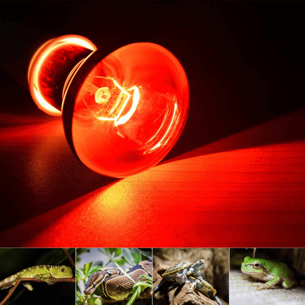 25W Infrared Heating Lamp/Light/Bulb 2 Pack, 110V E27 Basking Spot Light Bulbs for Reptile and Amphibian, as Bearded Dragons, Turtles, Ball Pythons, Red Animals & Pet Supplies > Pet Supplies > Reptile & Amphibian Supplies > Reptile & Amphibian Habitat Heating & Lighting MaoTopCom   