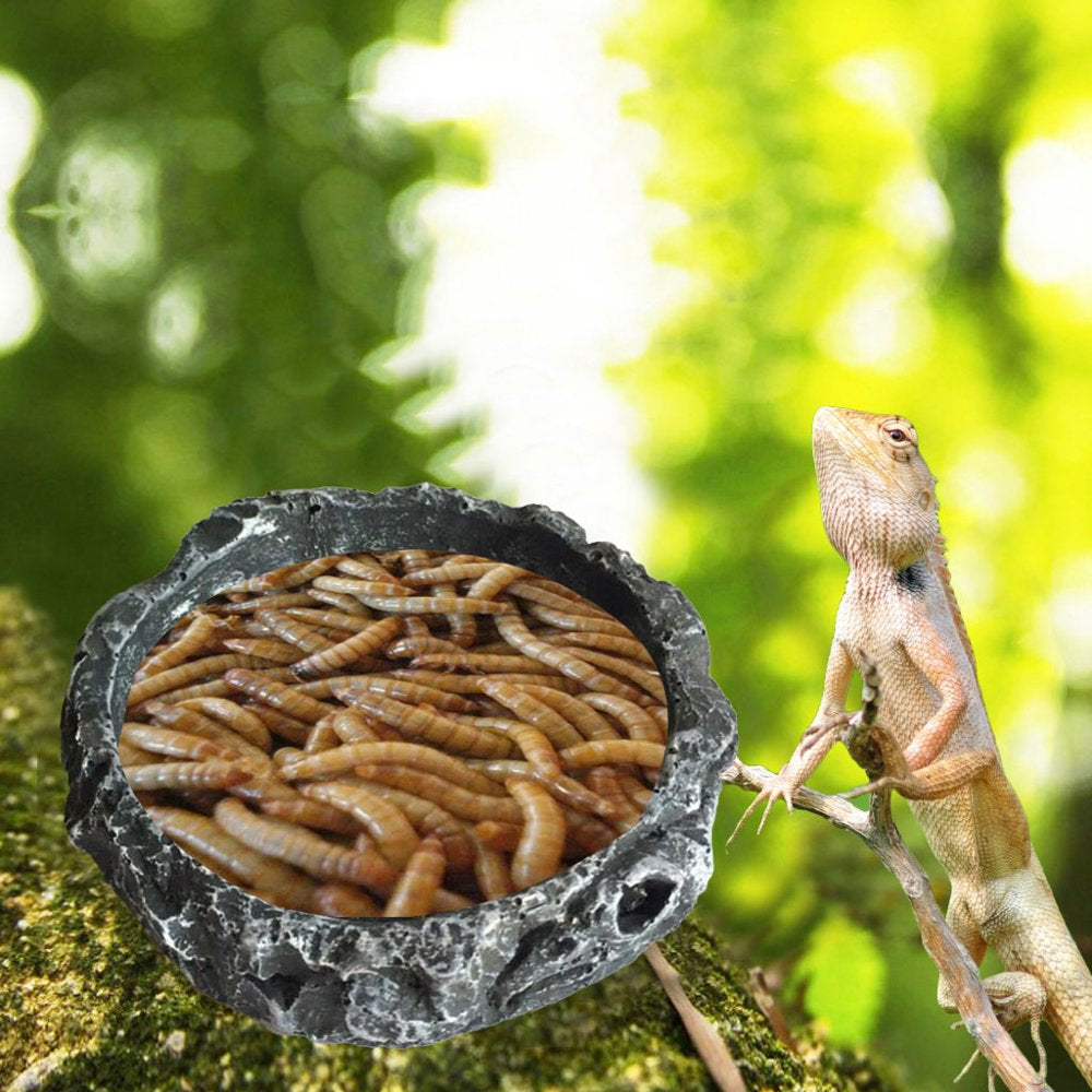 BOOYOU Reptile Food Bowl Worm Dish Resin Pet Bowls Amphibian Feeder Mealworms Feeder Animals & Pet Supplies > Pet Supplies > Reptile & Amphibian Supplies > Reptile & Amphibian Food BOOYOU   