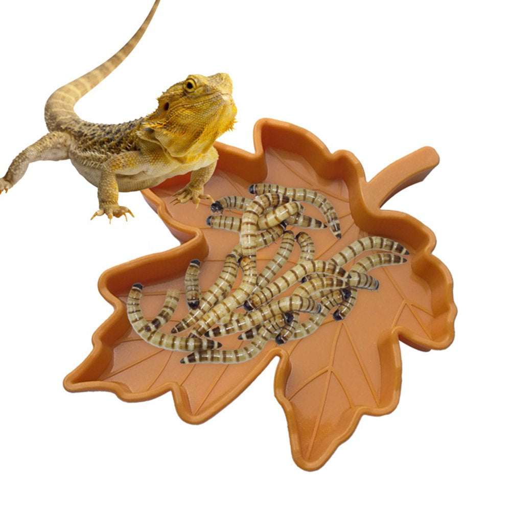 Reptile Food Bowl Worm Dish Plastic Pet Bowls Amphibian Feeder Mealworms Feeder Animals & Pet Supplies > Pet Supplies > Reptile & Amphibian Supplies > Reptile & Amphibian Food EXPANSEA   