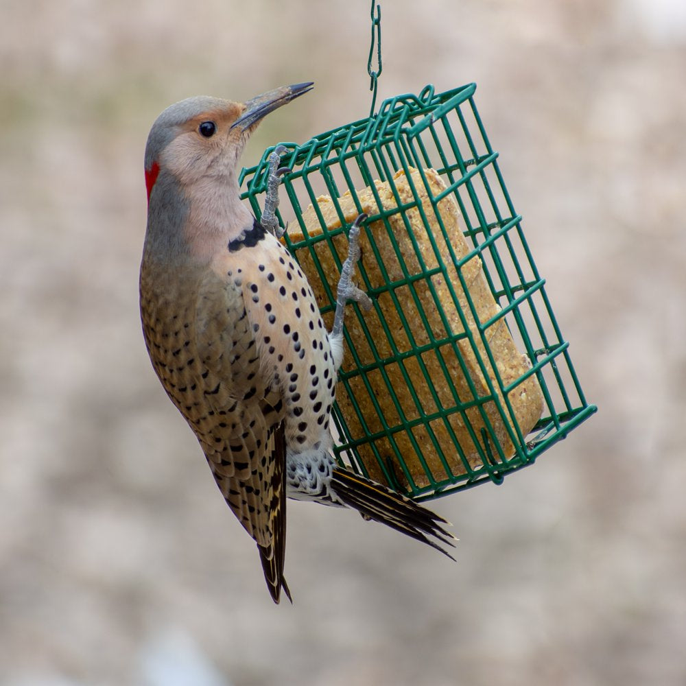 C&S Woodpecker Suet Treat, 11 Oz Cake, Wild Bird Suet, 12 Pack Animals & Pet Supplies > Pet Supplies > Bird Supplies > Bird Treats C&S Products Company   