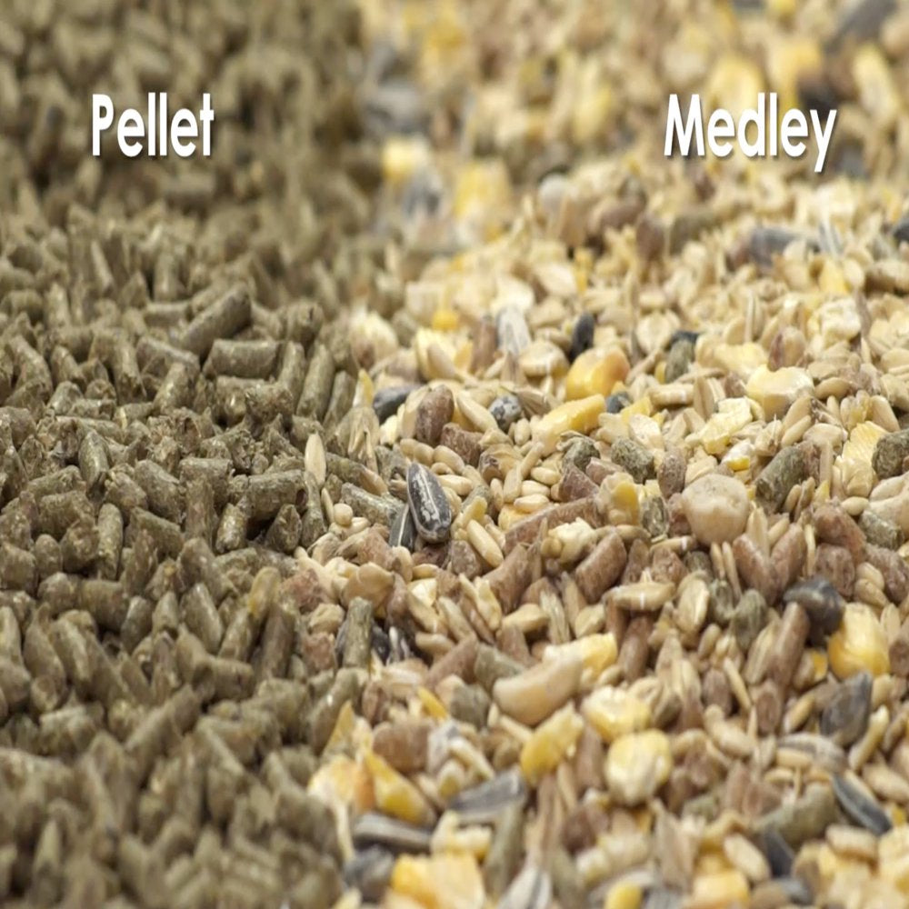 Kaytee Pro Health Mouse, Rat, and Hamster Food 5 Lb Animals & Pet Supplies > Pet Supplies > Small Animal Supplies > Small Animal Food Central Garden and Pet   