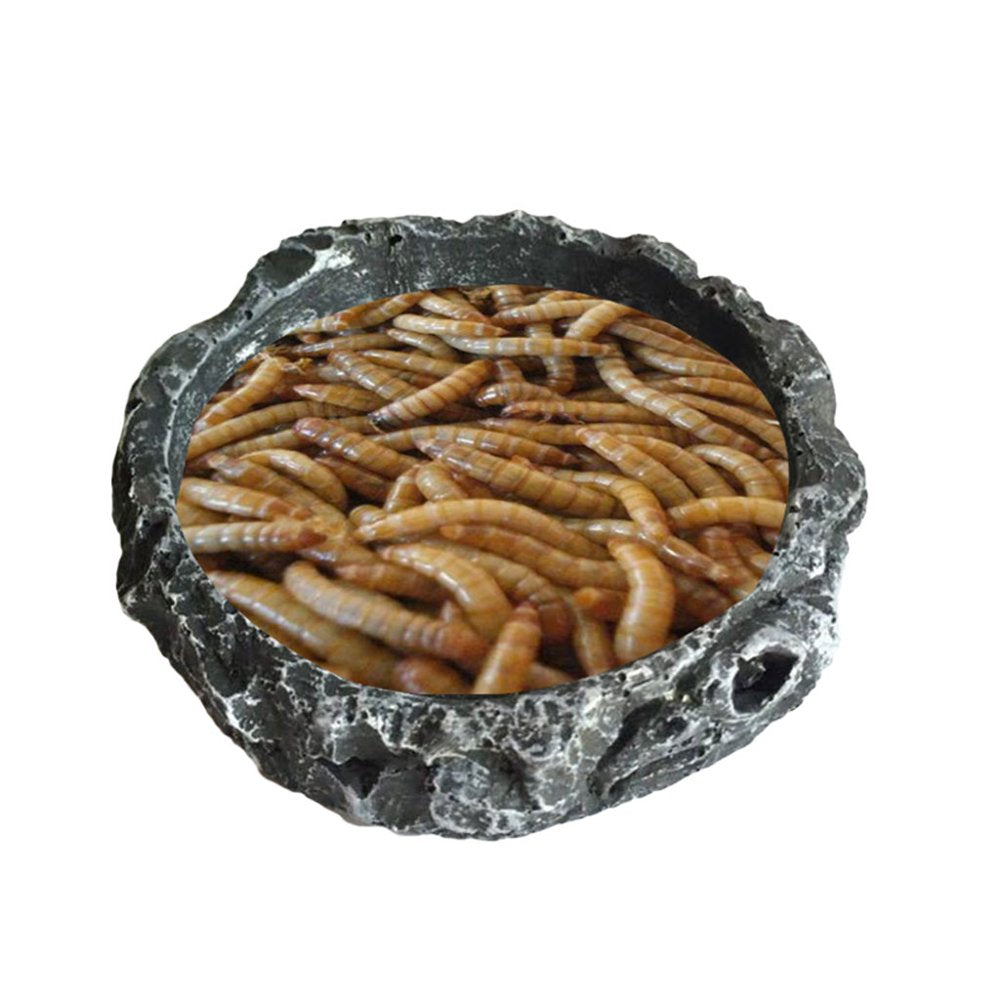 BOOYOU Reptile Food Bowl Worm Dish Resin Pet Bowls Amphibian Feeder Mealworms Feeder Animals & Pet Supplies > Pet Supplies > Reptile & Amphibian Supplies > Reptile & Amphibian Food BOOYOU   