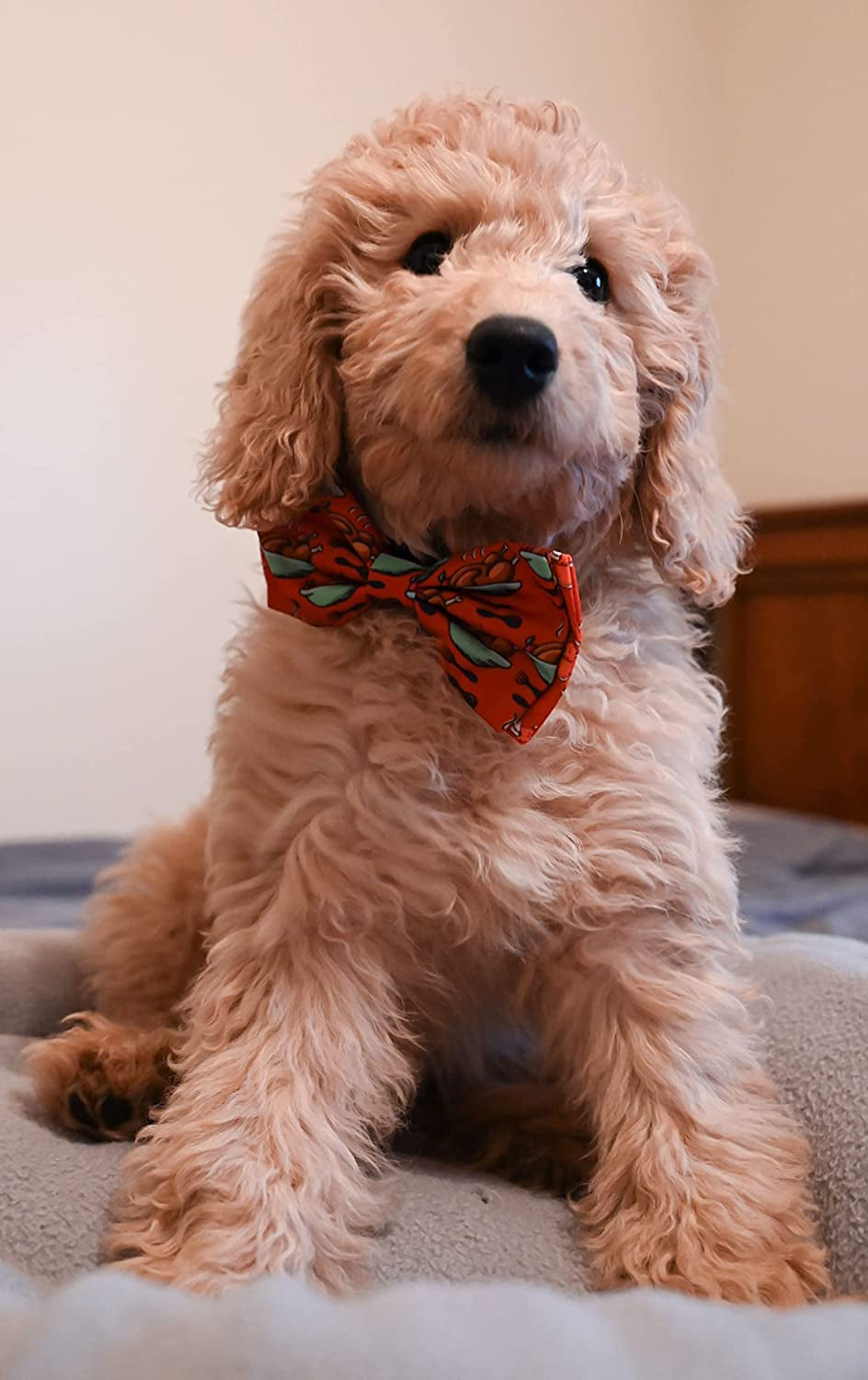 H&K Bow Tie for Pets | Turkey & Pumpkin Pie (Large) | Fall Velcro Bow Tie Collar Attachment | Fun Bow Ties for Dogs & Cats | Cute, Comfortable, and Durable | Huxley & Kent Bow Tie Animals & Pet Supplies > Pet Supplies > Dog Supplies > Dog Apparel Huxley & Kent   