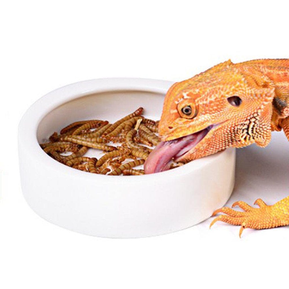 2X Mini Worm Dish Reptile Amphibians Gecko Ledge Feeder Corner Space Saving