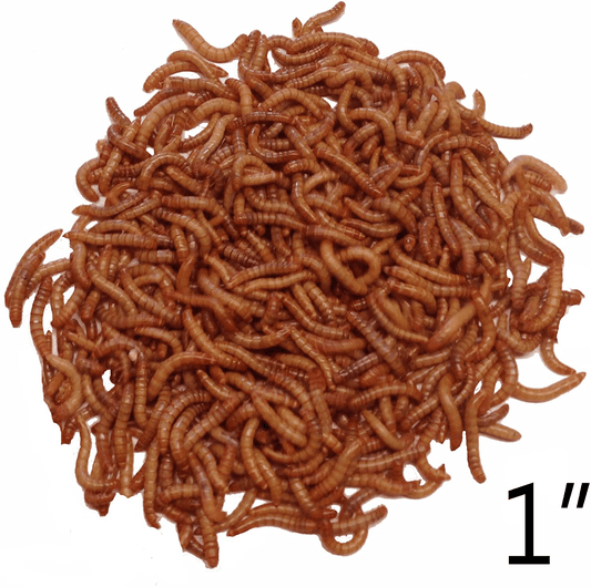 3000 Live Mealworms, Reptile, Birds, Chickens, Fish Food (Large) by Dbdpet | Live Arrival Is Guaranteed