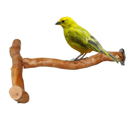 Catinbow Bird Play Standbird Perches for Parrots Multi-Branch Birds Play Training Stand Natural Wood Perch Parakeet Toys for Bird Cage Accessories Very Well Animals & Pet Supplies > Pet Supplies > Bird Supplies > Bird Cage Accessories Catinbow   