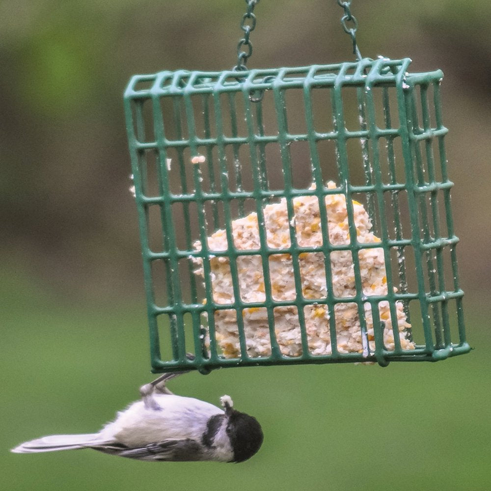 C&S Products Apple Treat Suet, for Year round Feeding, 11.75 Oz Cake, Wild Bird Food Animals & Pet Supplies > Pet Supplies > Bird Supplies > Bird Treats Central Garden and Pet   