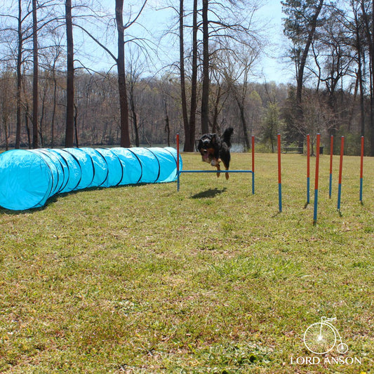 Lord Anson Dog Agility Set - Dog Agility Equipment - 1 Dog Tunnel, 6 Weave Poles, 1 Dog Agility Jump - Canine Agility Set for Dog Training, Obedience, Rehabilitation Animals & Pet Supplies > Pet Supplies > Dog Supplies > Dog Treadmills Lord Anson   