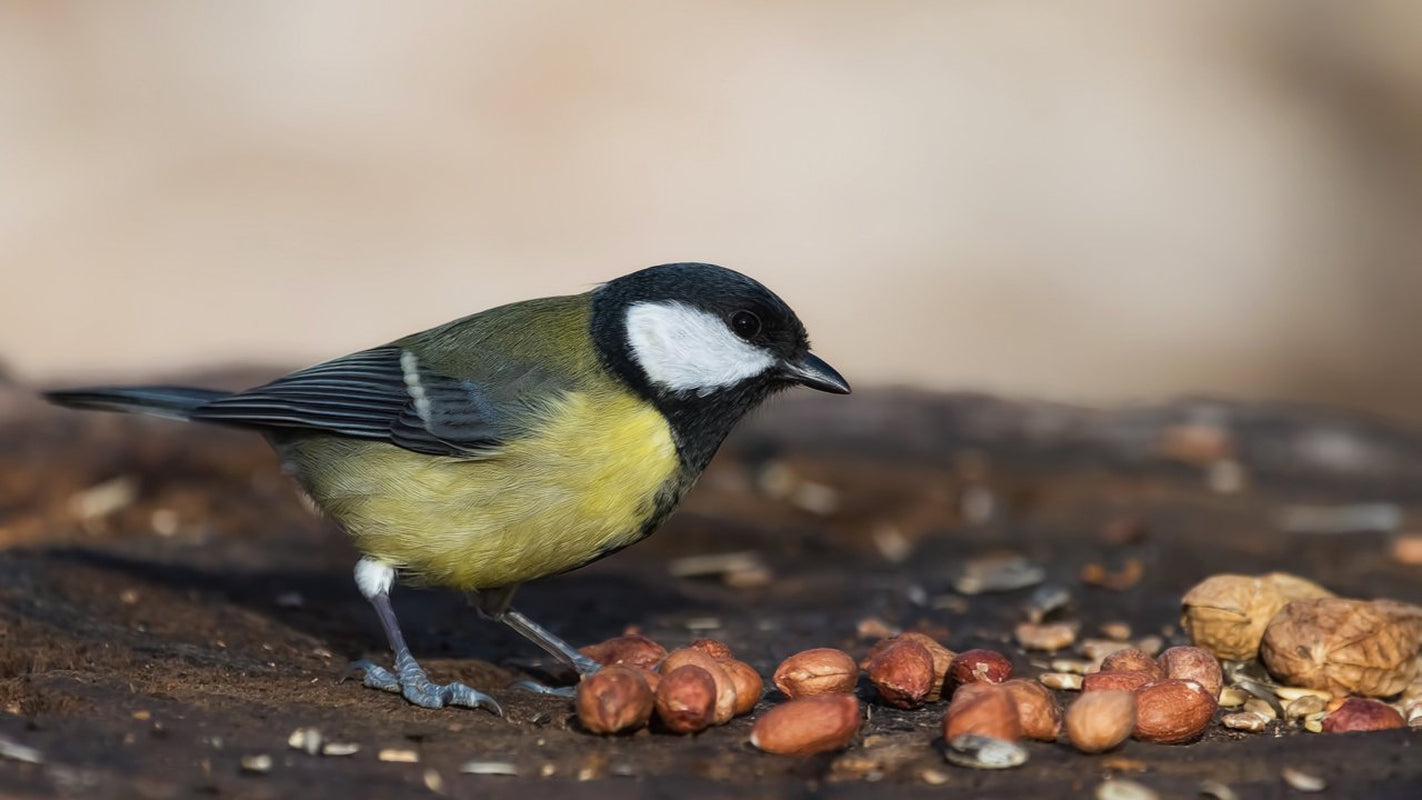 Wakefield Peanut Co Virginia Peanuts Bulk 45LB Bag Raw Shelled Animal Peanuts for Squirrels, Birds, Deer, Pigs and a Wide Variety of Wildlife Animals & Pet Supplies > Pet Supplies > Small Animal Supplies > Small Animal Food Wakefield Peanut Co   