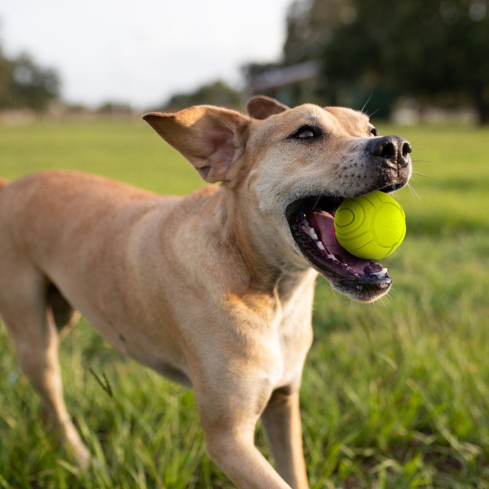 Nerf Dog Durable, Solid Foam Sonic Ball 2.5” Dog Toy Animals & Pet Supplies > Pet Supplies > Dog Supplies > Dog Toys Gramercy Products LLC.   