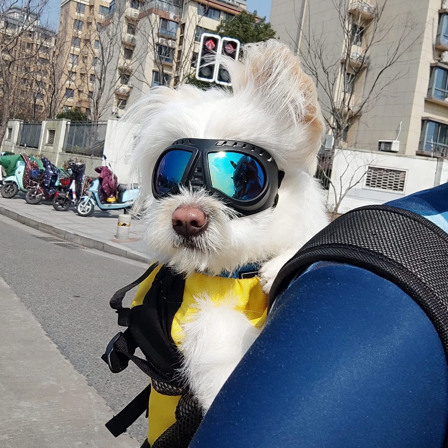 ENJOYING Small Dog Goggles Anti-Uv Doggy Sunglasses Soft Pet Motorcycle Eyewear Fog-Proof Windproof Shatterproof Dog Glasses for Small-Medium Dogs, Blue Animals & Pet Supplies > Pet Supplies > Dog Supplies > Dog Apparel Enjoying   