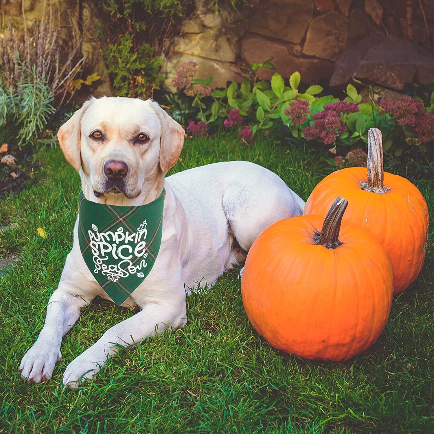 PTDECOR Thanksgiving Dog Bandanas Fall Dog Puppy Bandana Adjustable Dog Triangle Scarf Plaid Dog Thanksgiving Bandanas for Small Medium Dogs Pets Animals & Pet Supplies > Pet Supplies > Dog Supplies > Dog Apparel PTDECOR   