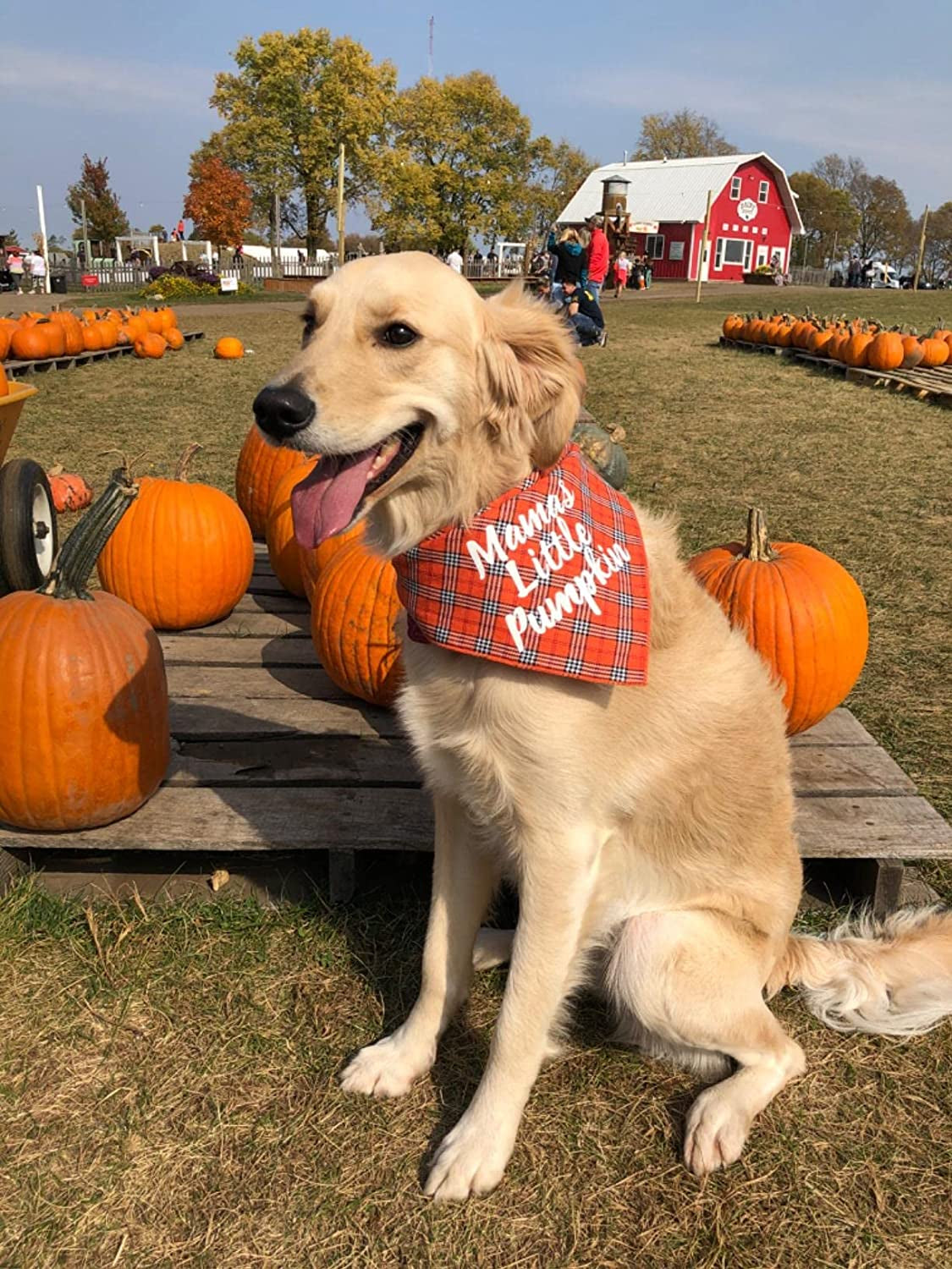 Dog Thanksgiving Bandana, Plaid Holiday Puppy Scarf Animals & Pet Supplies > Pet Supplies > Dog Supplies > Dog Apparel JPB   