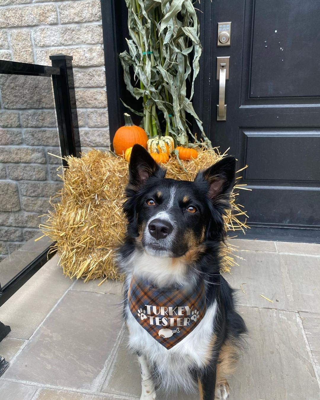 Pawskido Thanksgiving Bandana for Small Medium Dogs, Turkey Taster Blue Pet Scarf Animals & Pet Supplies > Pet Supplies > Dog Supplies > Dog Apparel Pawskido   