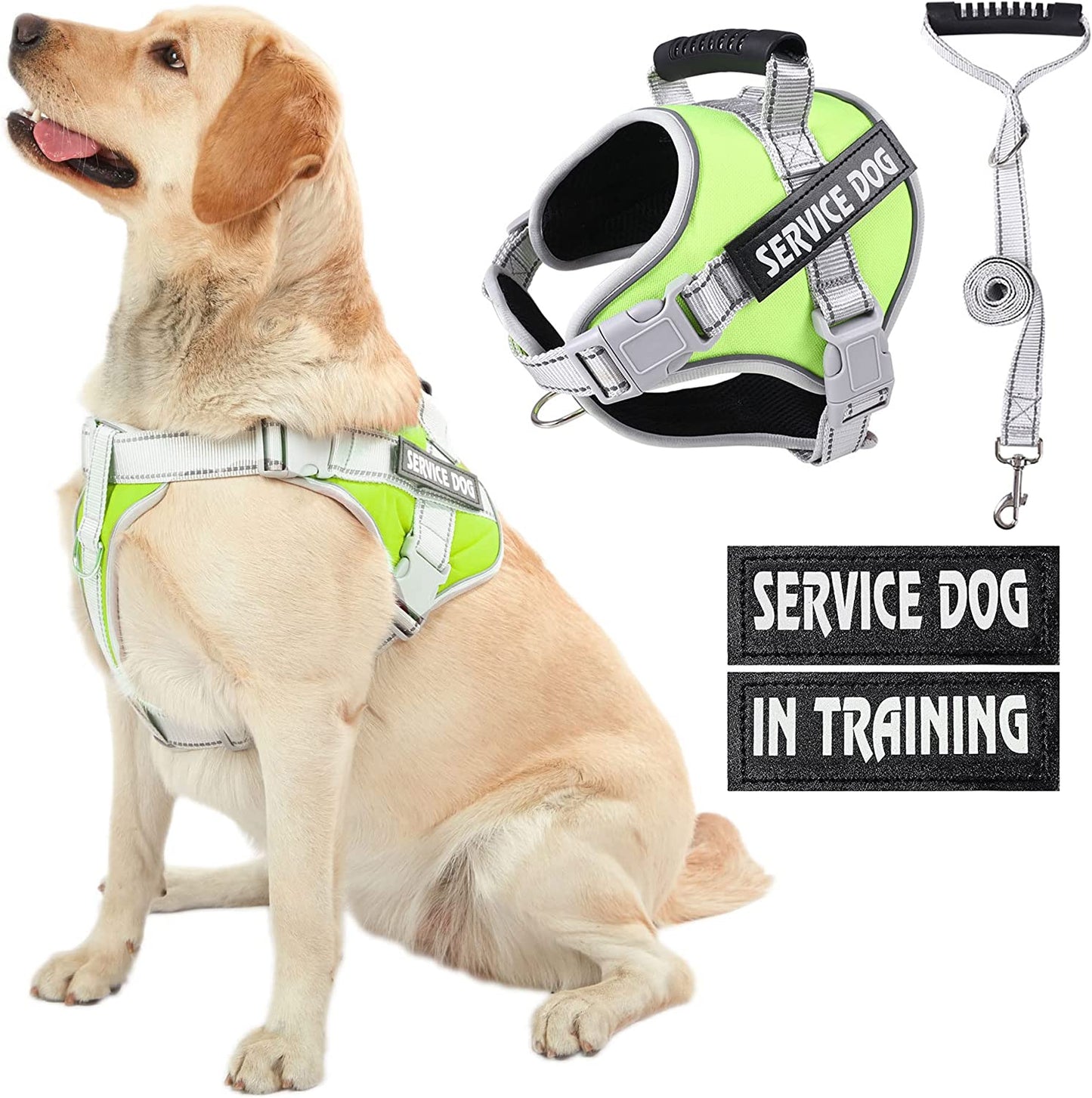 Service Dog in Training Vest: Do You Need It?