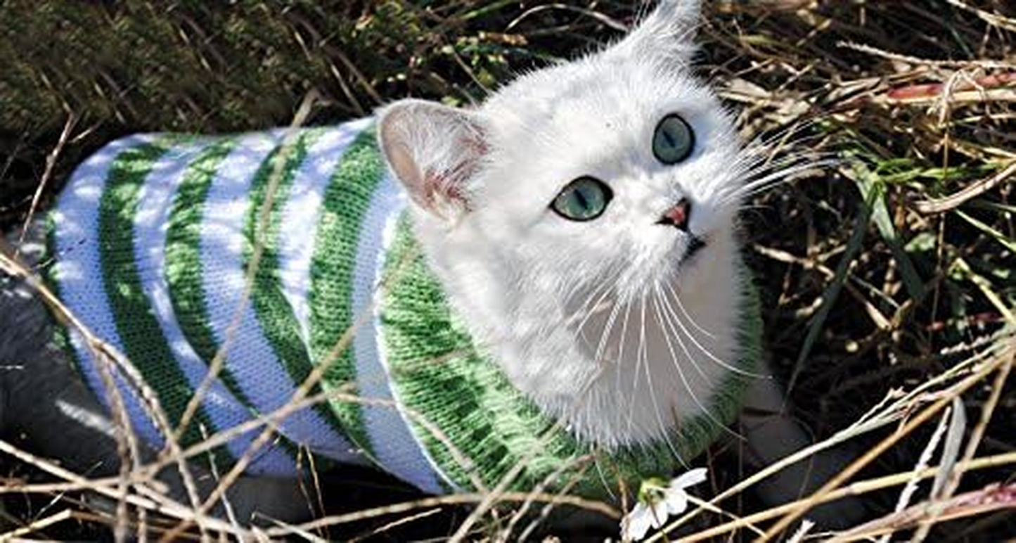 Striped Cat Sweaters Kitty Sweater for Cats Knitwear,Small Dogs Kitten Clothes Male and Female,High Stretch,Soft,Warm (Green, S) Animals & Pet Supplies > Pet Supplies > Dog Supplies > Dog Apparel Evursua   