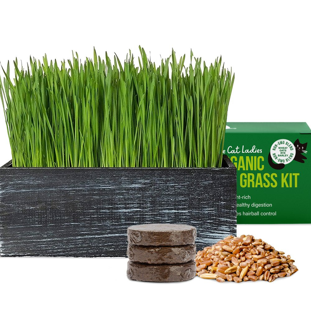 The Cat Ladies Organic Cat Grass Growing Kit with Black Wooden Planter Animals & Pet Supplies > Pet Supplies > Cat Supplies > Cat Treats The Cat Ladies Black  