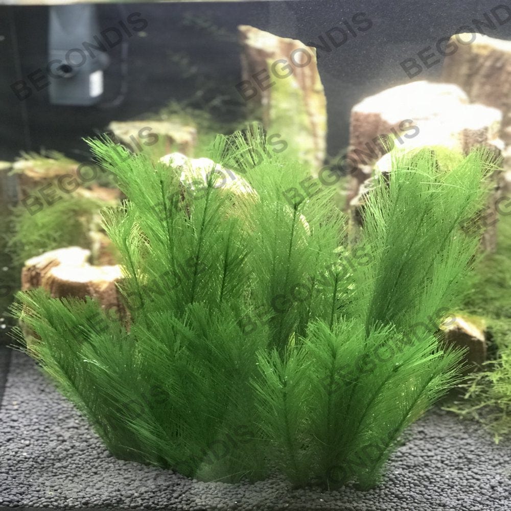3Pcs Aquarium Decorations Fish Tank Artificial Green Water Plants Made of Silk Fabrics Plastic Animals & Pet Supplies > Pet Supplies > Fish Supplies > Aquarium Decor BEGONDIS   