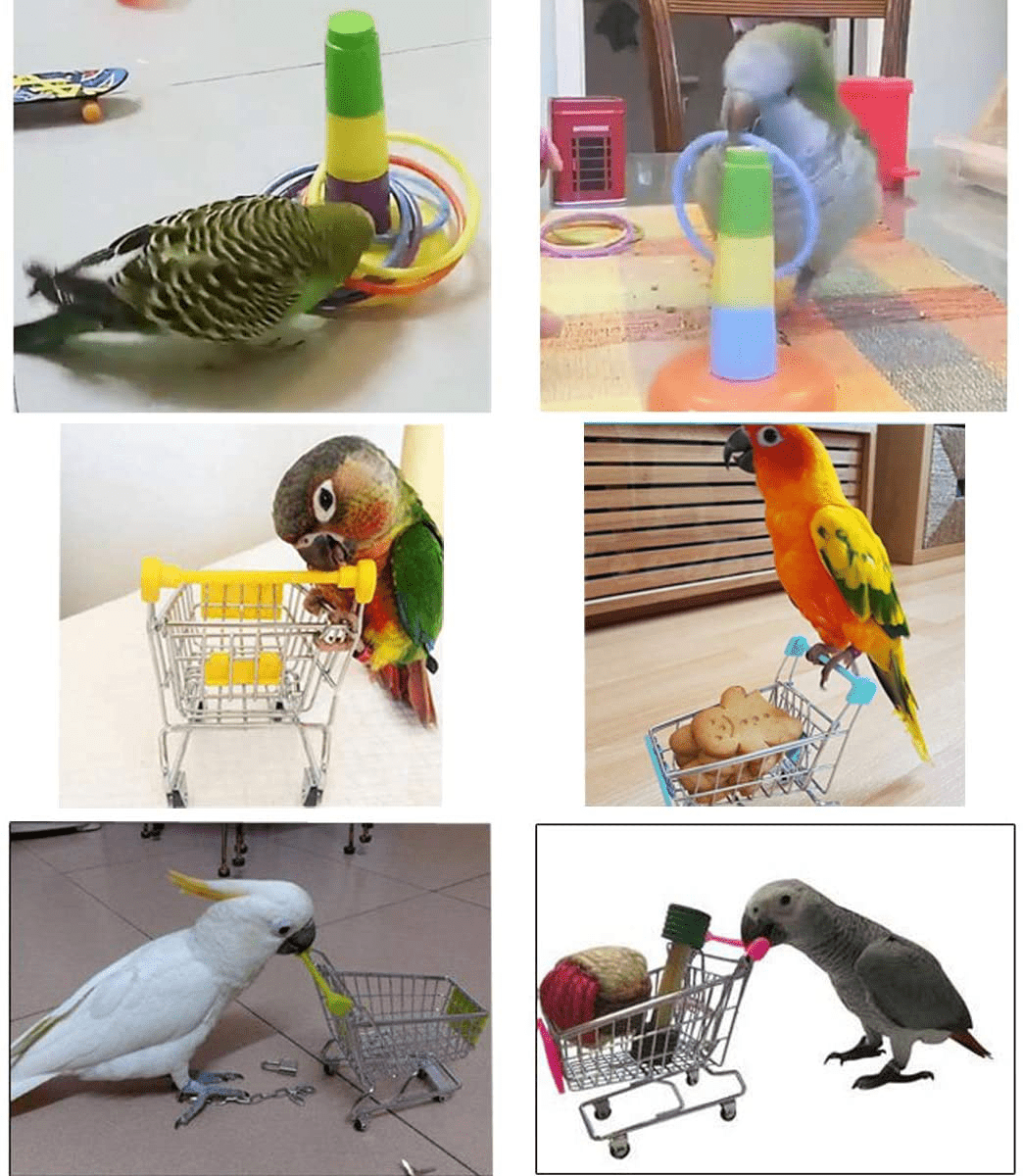 3PCS Parrot Toys Mini Shopping Cart Training Rings Skateboard Stand Perch for Budgie Parakeet Cockatiel Conure Lovebird Animals & Pet Supplies > Pet Supplies > Bird Supplies > Bird Toys Wontee   