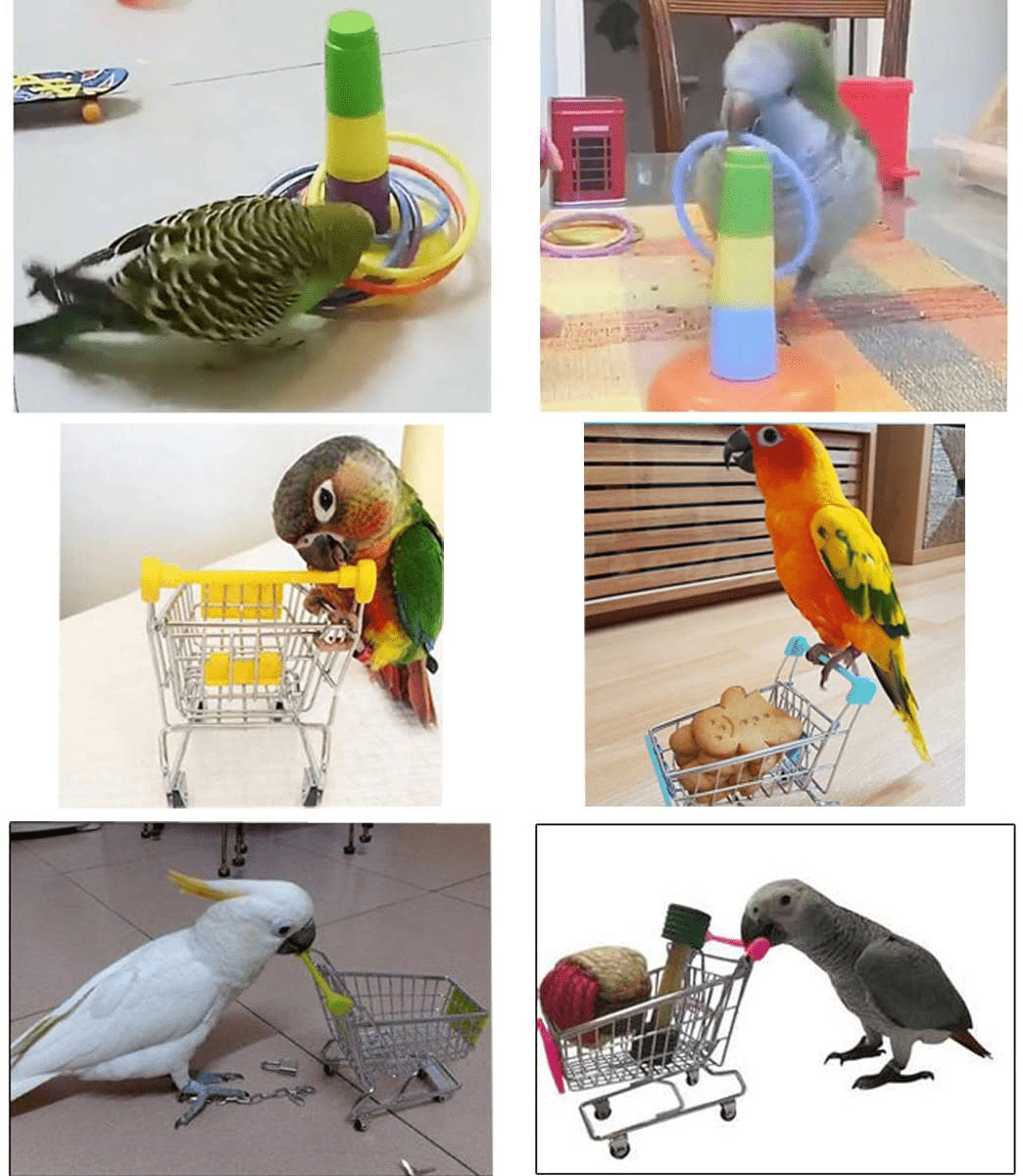 3PCS Parrot Toys Mini Shopping Cart Training Rings Skateboard Stand Perch for Budgie Parakeet Cockatiel Conure Lovebird