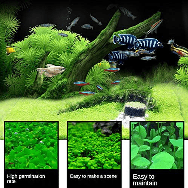 4 Pack Aquarium Small Leaf Grass, Aquarium Water Grass for Fish Tank Decoration Creates Lush Green Carpet Plant Animals & Pet Supplies > Pet Supplies > Fish Supplies > Aquarium Decor Wpmlady   