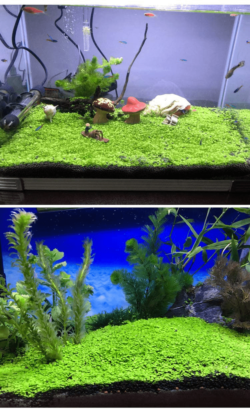 Aquarium Fish Tank Water Grass Mud Landscaping Decoration - Temu