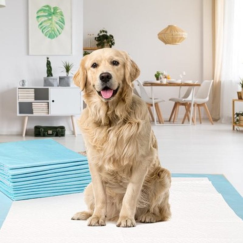 40/ 50/100 Pcs Super Absorbent Pee Pads, Disposable Cage Liner Diapers, Small Animals Potty Training Mats for Cat, Dog Animals & Pet Supplies > Pet Supplies > Dog Supplies > Dog Diaper Pads & Liners WJKB   