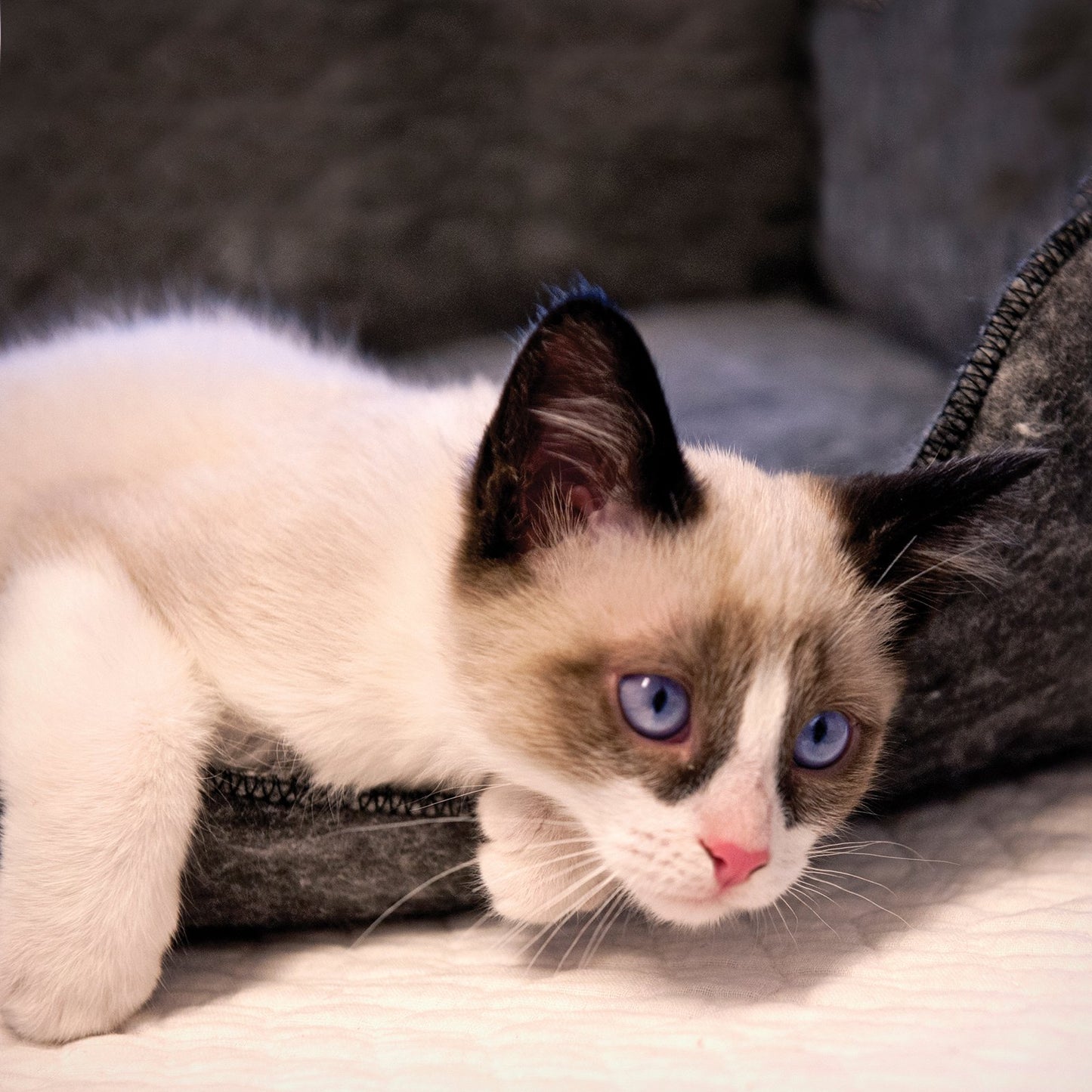 K&H Amazin Kitty Lounger Pet Cat Bed, Gray Animals & Pet Supplies > Pet Supplies > Cat Supplies > Cat Beds K&H Pet Products   