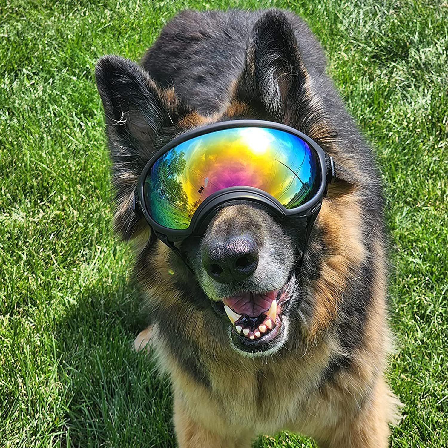 Large Dog Sunglasses, Dog Goggles with Adjustable Strap UV Protection Winproof Dog Puppy Sunglasses, Suitable for Medium-Large Dog Pet Glasses, Dogs Eyes Protection Animals & Pet Supplies > Pet Supplies > Dog Supplies > Dog Apparel NICERINC PET   