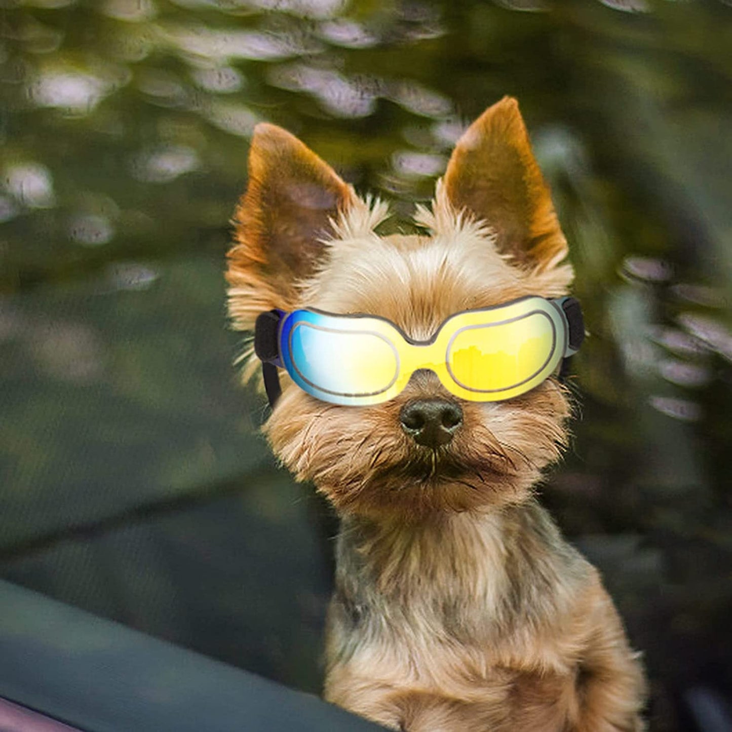 ENJOYING Dog Goggles Small Dog Sunglasses UV Protection Big Cat Glasses Fog/Windproof Outdoor Doggy Eye Protective with Adjustable Band for Small Dogs, Blue Animals & Pet Supplies > Pet Supplies > Dog Supplies > Dog Apparel Enjoying Yellow  