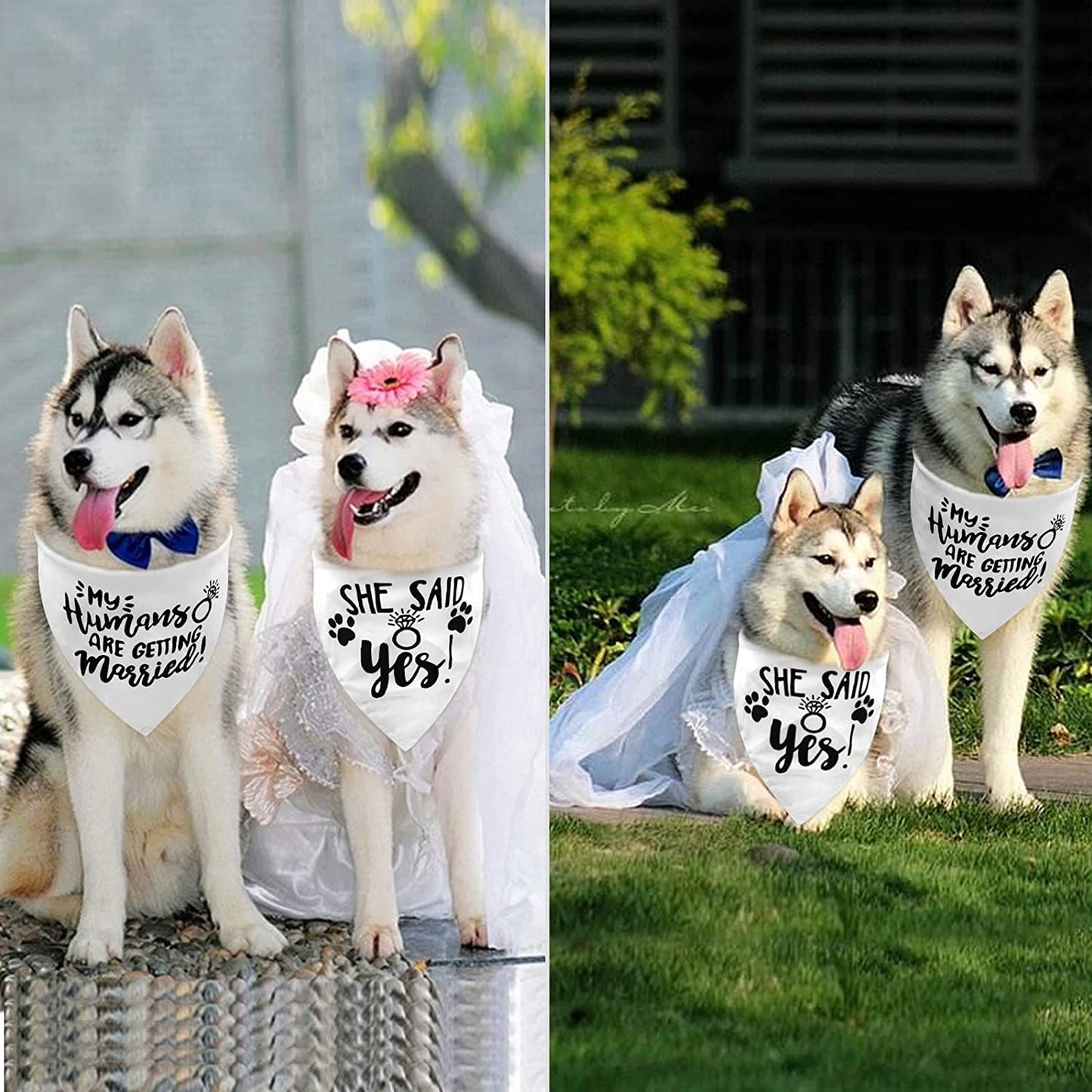 2PCS White My Humans Are Getting Married She Said Yes Dog Wedding Engagement Bandana, LMSHOWOWO Dog Bandana Wedding Engagement Announcement Gifts Pet Scarf Accessories for Dog Lovers, Bridal Shower Animals & Pet Supplies > Pet Supplies > Dog Supplies > Dog Apparel LMSHOWOWO   