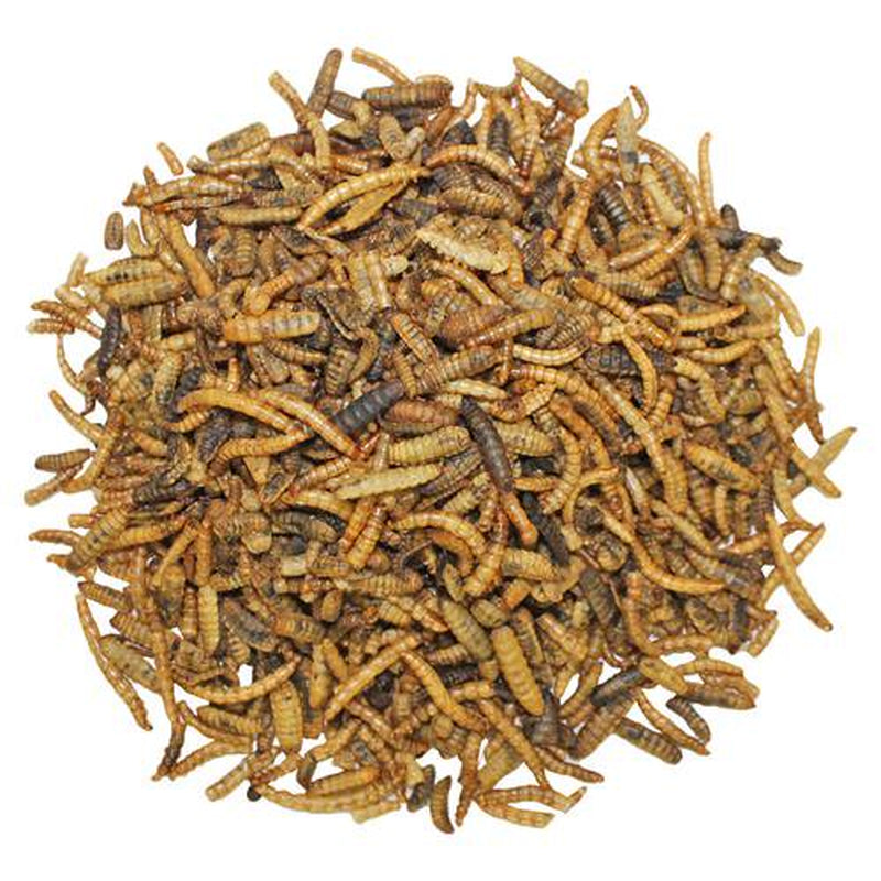 Exotic Nutrition Ez-Worm 20Lb Animals & Pet Supplies > Pet Supplies > Small Animal Supplies > Small Animal Food Exotic Nutrition   