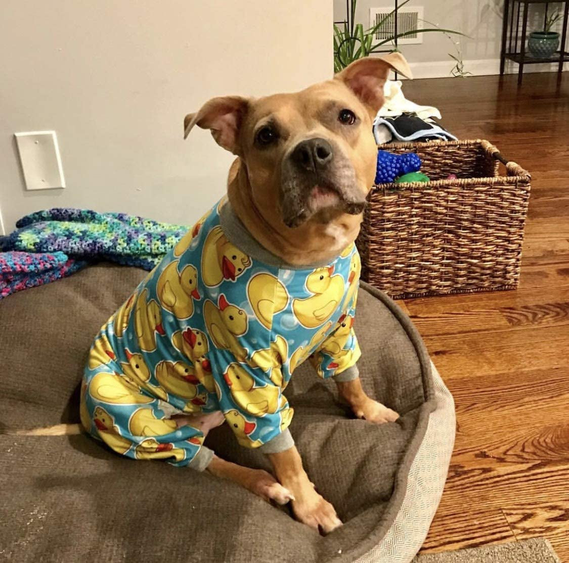 Tooth and Honey Pit Bull Pajamas/Rubber Duck Print/Lightweight Pullover Pajamas/Full Coverage Dog Pjs/Yellow with Grey Trim Animals & Pet Supplies > Pet Supplies > Dog Supplies > Dog Apparel Tooth & Honey   