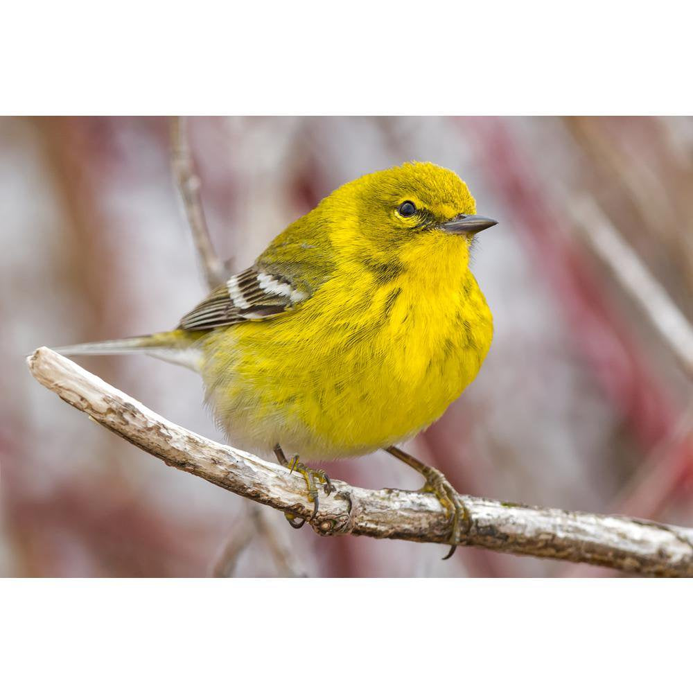 Wagners Wild Bird Food Seed Gourmet Waste Free Multiple Bird Species Garden 5Lb