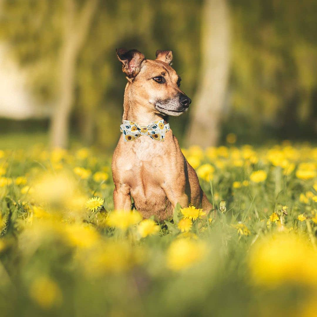 Elegant Little Tail Sunflower Print Dog Collar, Girl Dog Collar with Bow Adjustable Soft Bow Tie Dog Collars for Medium Dogs Animals & Pet Supplies > Pet Supplies > Dog Supplies > Dog Apparel Elegant little tail   