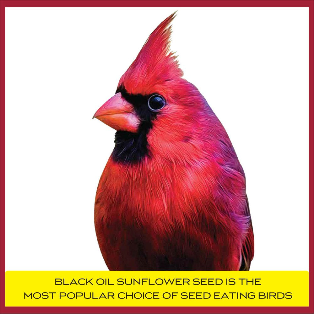 Pennington Select Black Oil Sunflower Seed Wild Bird Feed, 40 Lb. Bag Animals & Pet Supplies > Pet Supplies > Bird Supplies > Bird Food CENTRAL GARDEN & PET COMPANY   